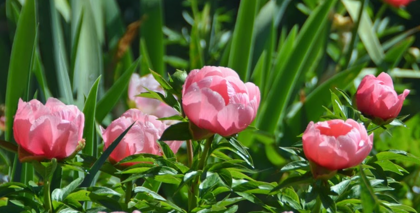 'LOVELY ROSE' Peony (Paeonia x lactiflora 'lovely rose')