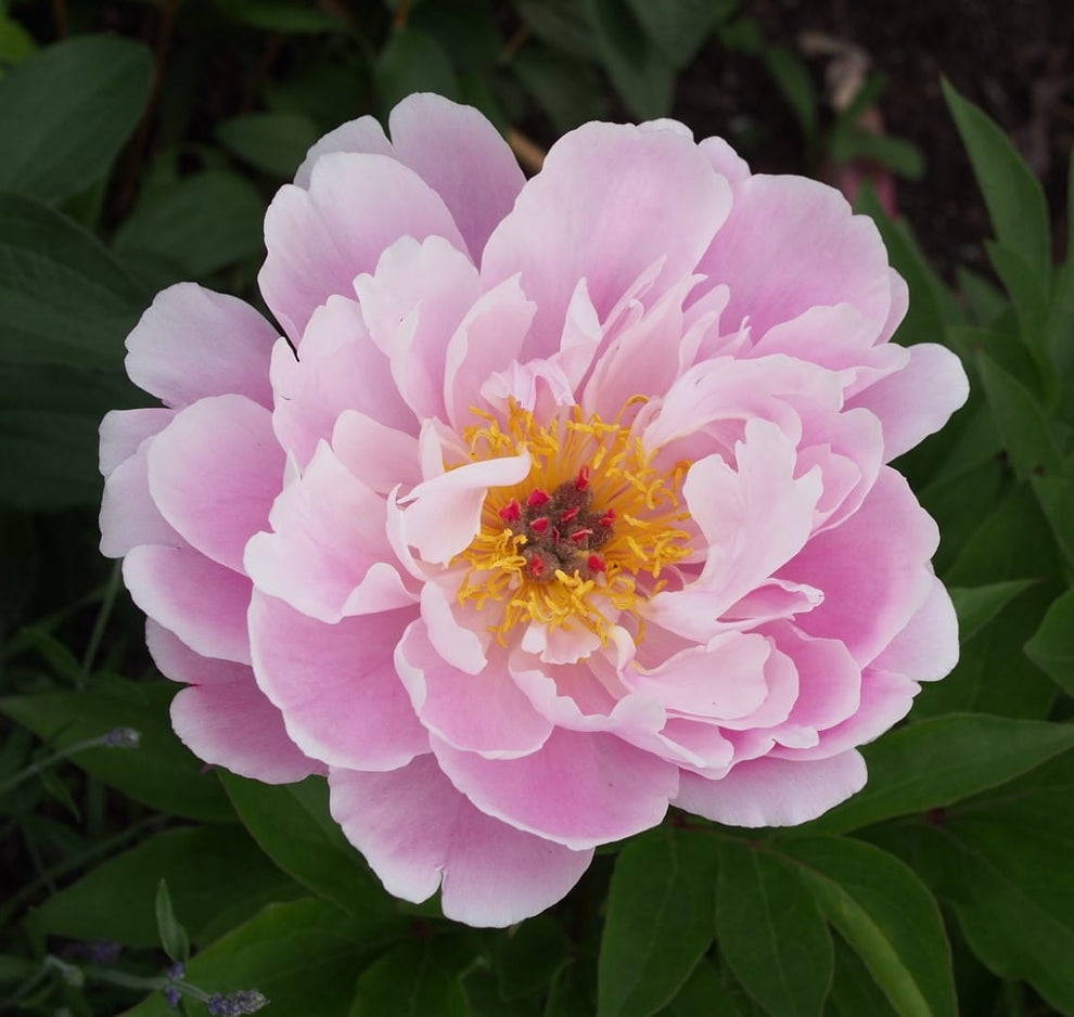 'ma Petite Cherie' Peony (paeonia X Lactiflora 'ma Petite Cherie 