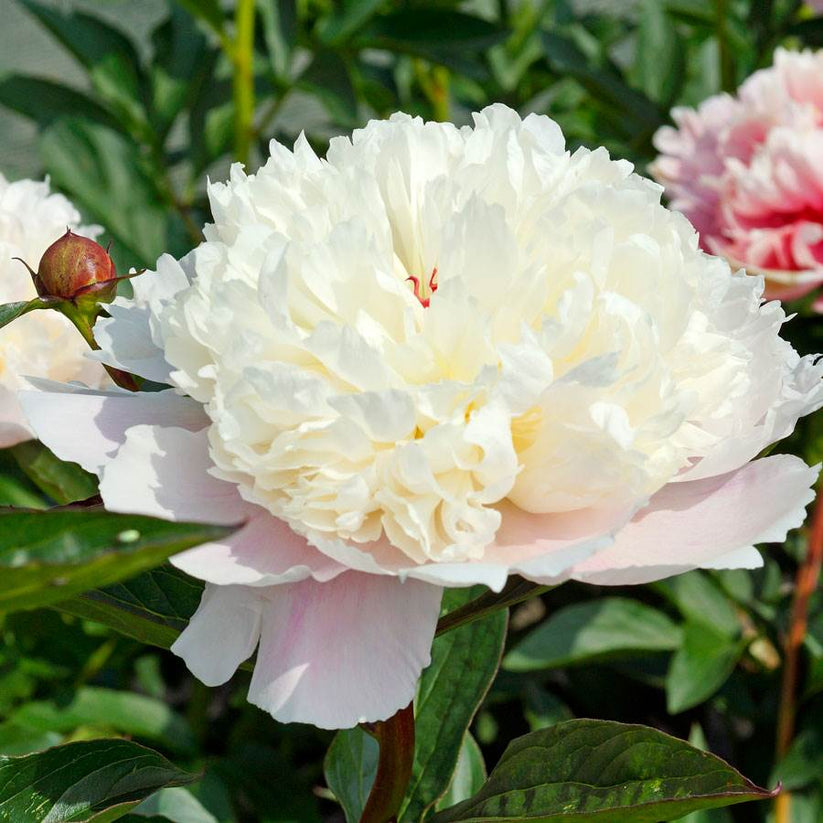 'MADAME CALOT' Peony (Paeonia x lactiflora 'madame calot') – Champlain ...