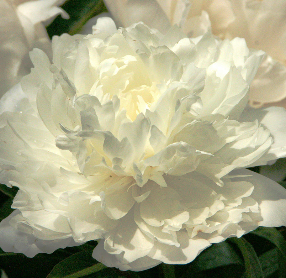 'MADAME CLAUDE TAIN' Peony (Paeonia x lactiflora 'madame claude tain')