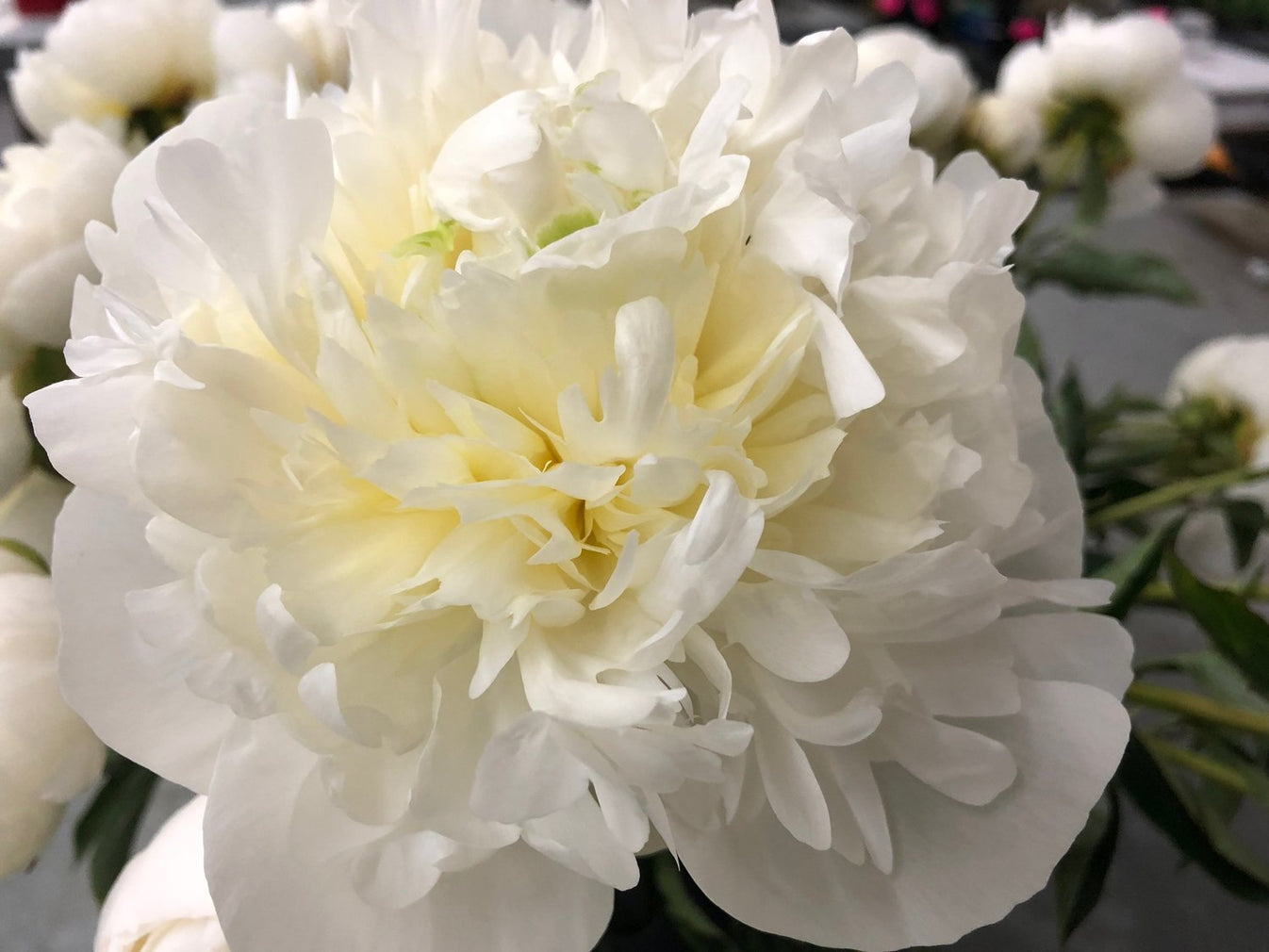 ‘MADAME CLAUDE TAIN’ Peony (Paeonia x lactiflora ‘madame claude tain