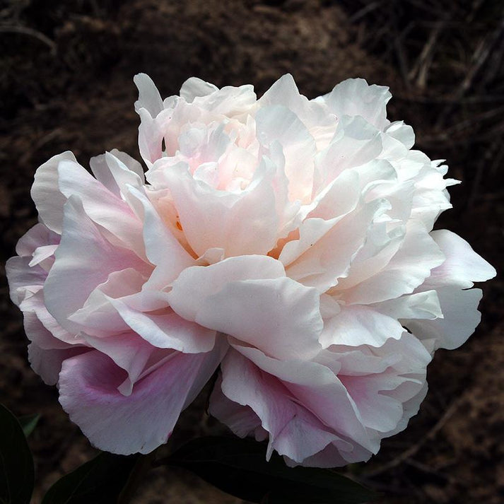 'MADAME EDOUARD DORIAT' Peony (Paeonia x lactiflora 'madame edouard do ...