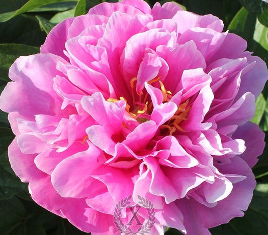 'MAJESTY'S BONNET' Peony (Paeonia x lactiflora 'majesty's bonnet')