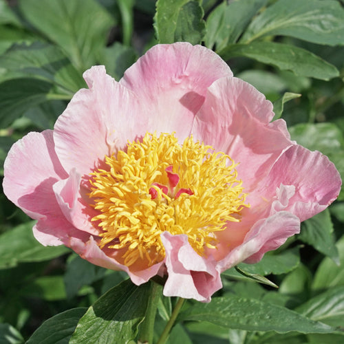 'MAJESTY'S FAVOR' Peony (Paeonia x lactiflora 'majesty's favor ...