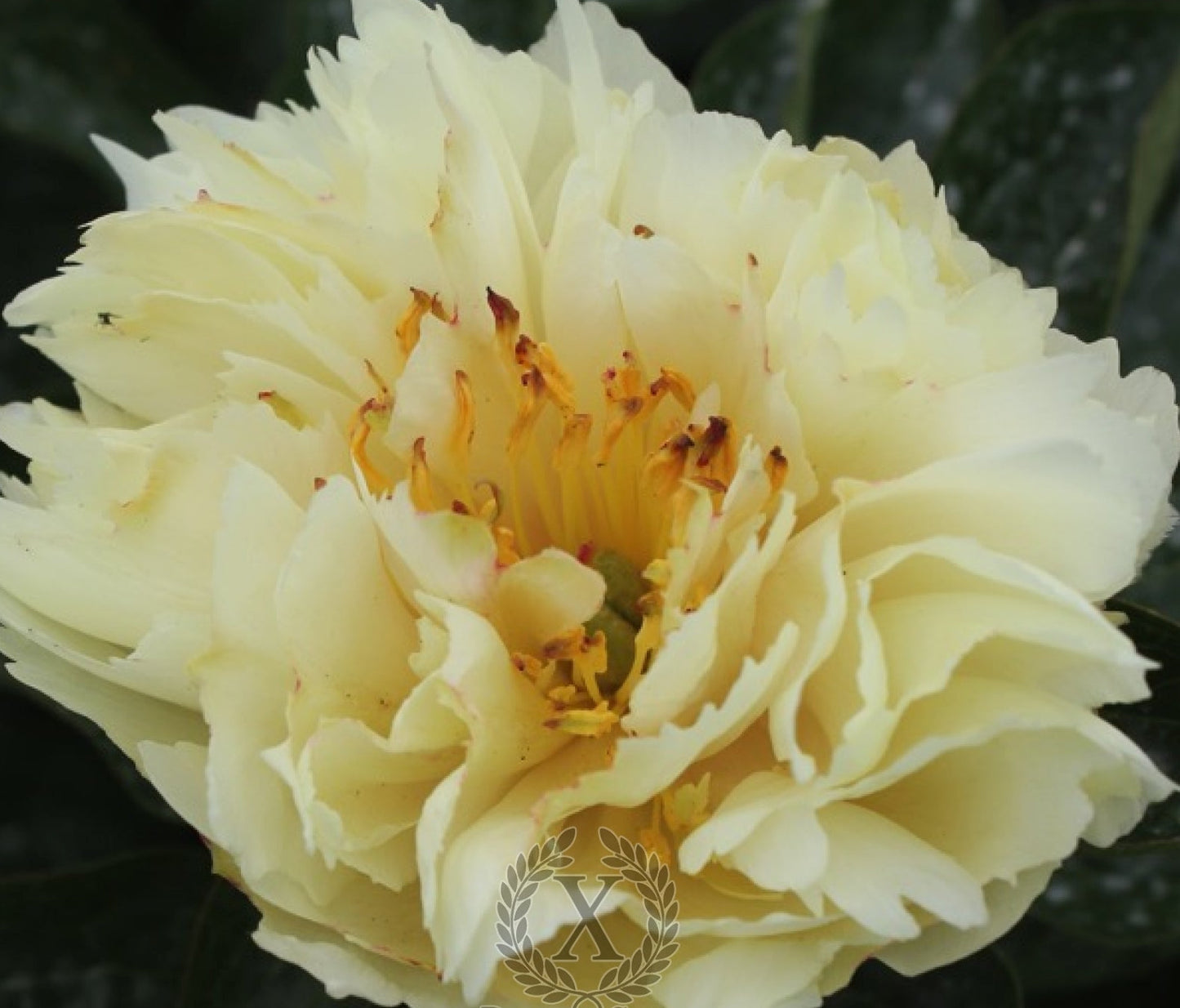 'MAJESTY'S IMPERIAL' Peony (Paeonia x lactiflora 'majesty's imperial')