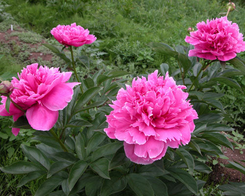 'MAMMOTH ROSE' Peony (Paeonia x lactiflora 'mammoth rose')