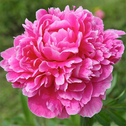 'MAMMOTH ROSE' Peony (Paeonia x lactiflora 'mammoth rose')