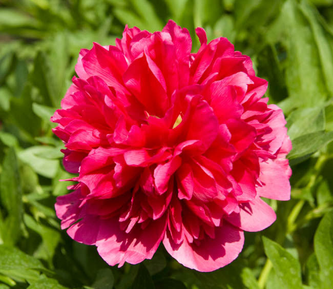 'MANY HAPPY RETURNS' Peony (Paeonia x lactiflora 'many happy returns')