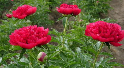 'MANY HAPPY RETURNS' Peony (Paeonia x lactiflora 'many happy returns')