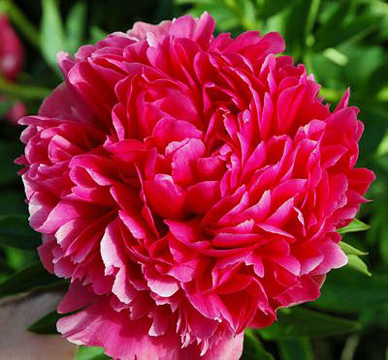 'MARY JO LEGARE' Peony (paeonia x lactiflora x 'mary jo legare ...