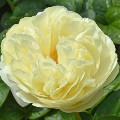 'MELISSA' Peony (Paeonia x lactiflora 'melissa')