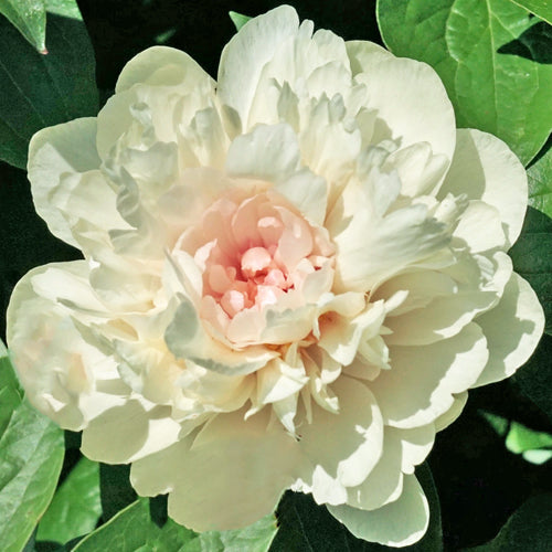 'MAJESTY'S HEART' Peony (Paeonia x lactiflora 'majesty's heart')