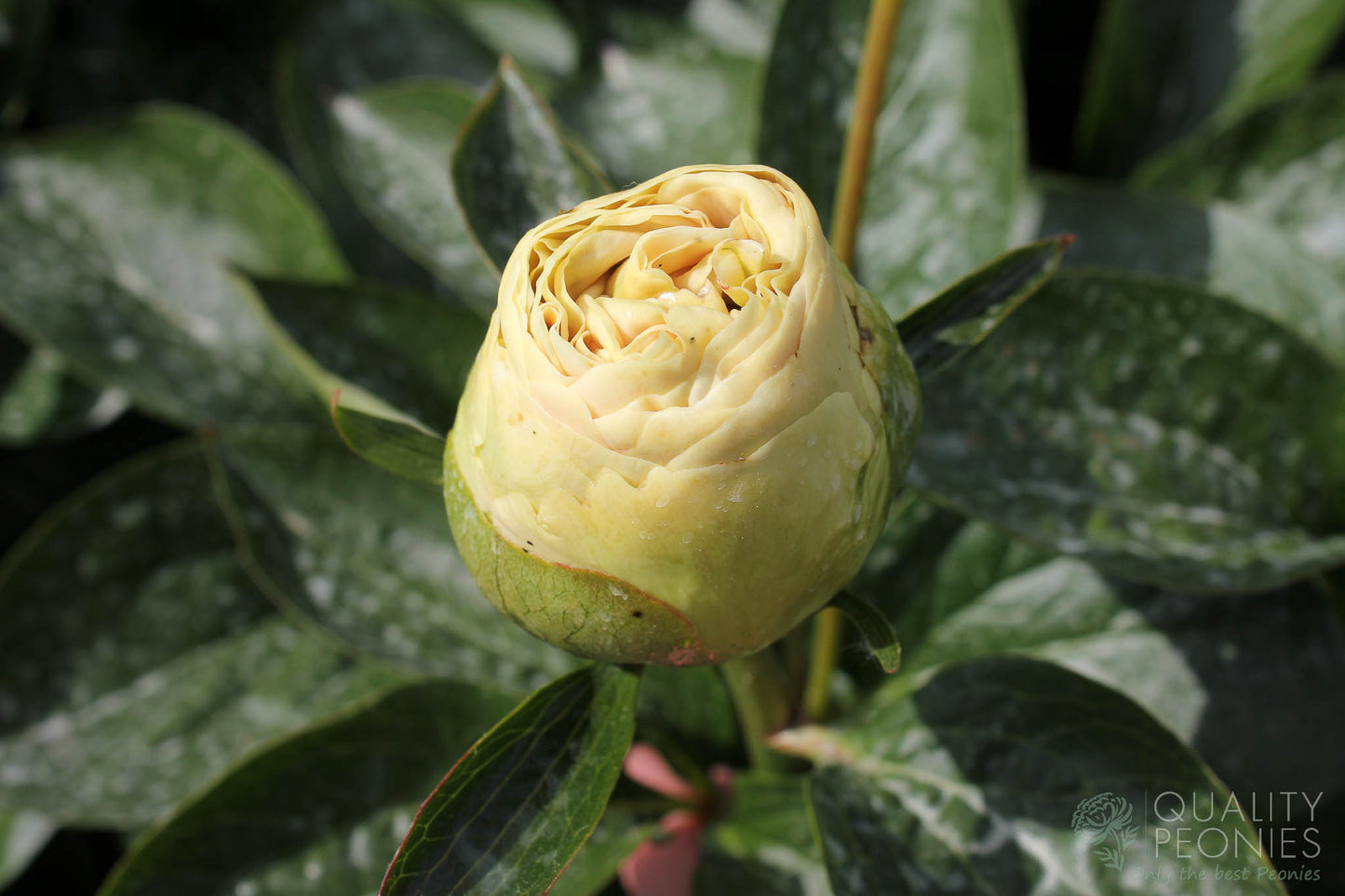 'MAJESTY'S HEART' Peony (Paeonia x lactiflora 'majesty's heart')