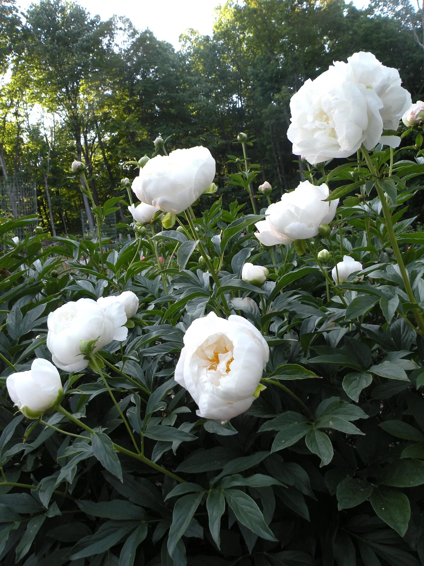 'MISS AMERICA' Peony (Paeonia x lactiflora 'miss america') – Champlain ...