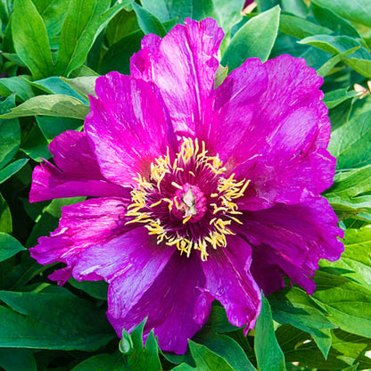 'MORNING LILAC' Itoh Peony (Paeonia x intersectional 'morning lilac')