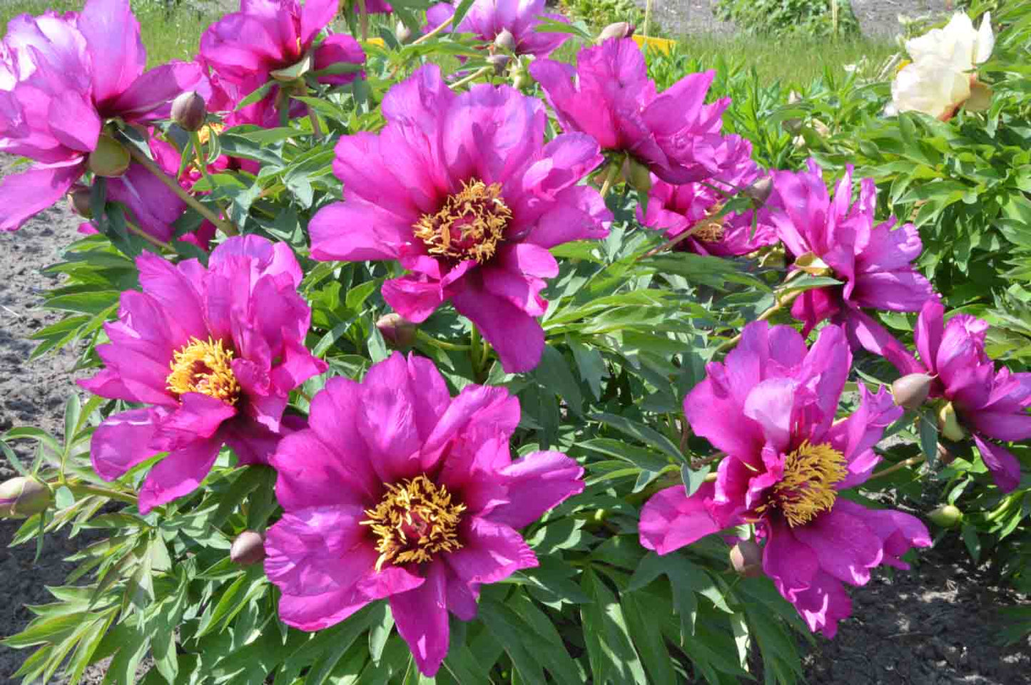 'MORNING LILAC' Itoh Peony (Paeonia x intersectional 'morning lilac')
