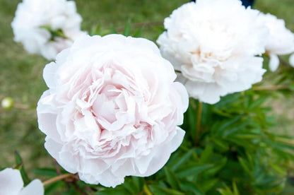 'MOTHER'S CHOICE' Peony (Paeonia x lactiflora 'mother's choice')