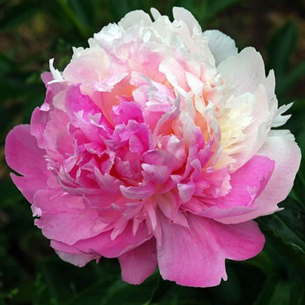 'MISTER ED' Peony (Paeonia x lactiflora 'mr. ed') – Champlain Peony Company