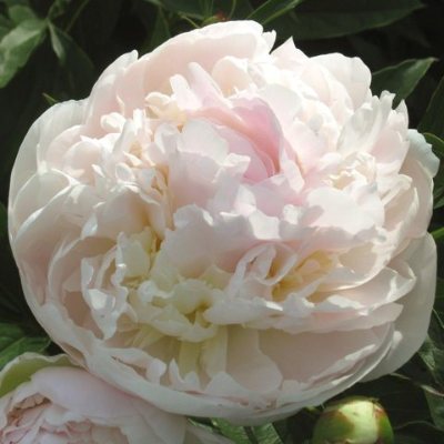 'MY LOVE' Peony (Paeonia x lactiflora 'my love')