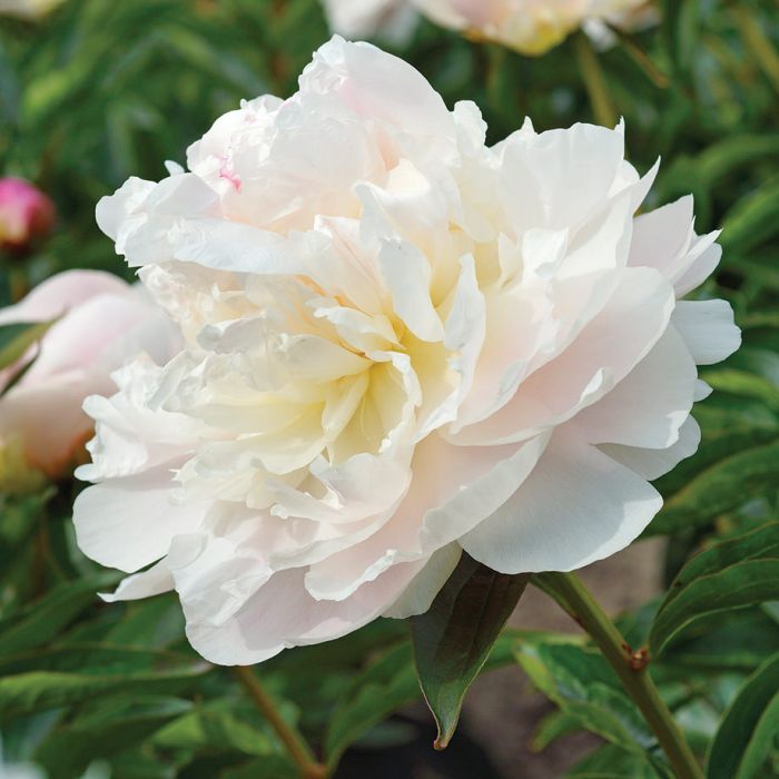 'MY LOVE' Peony (Paeonia x lactiflora 'my love')