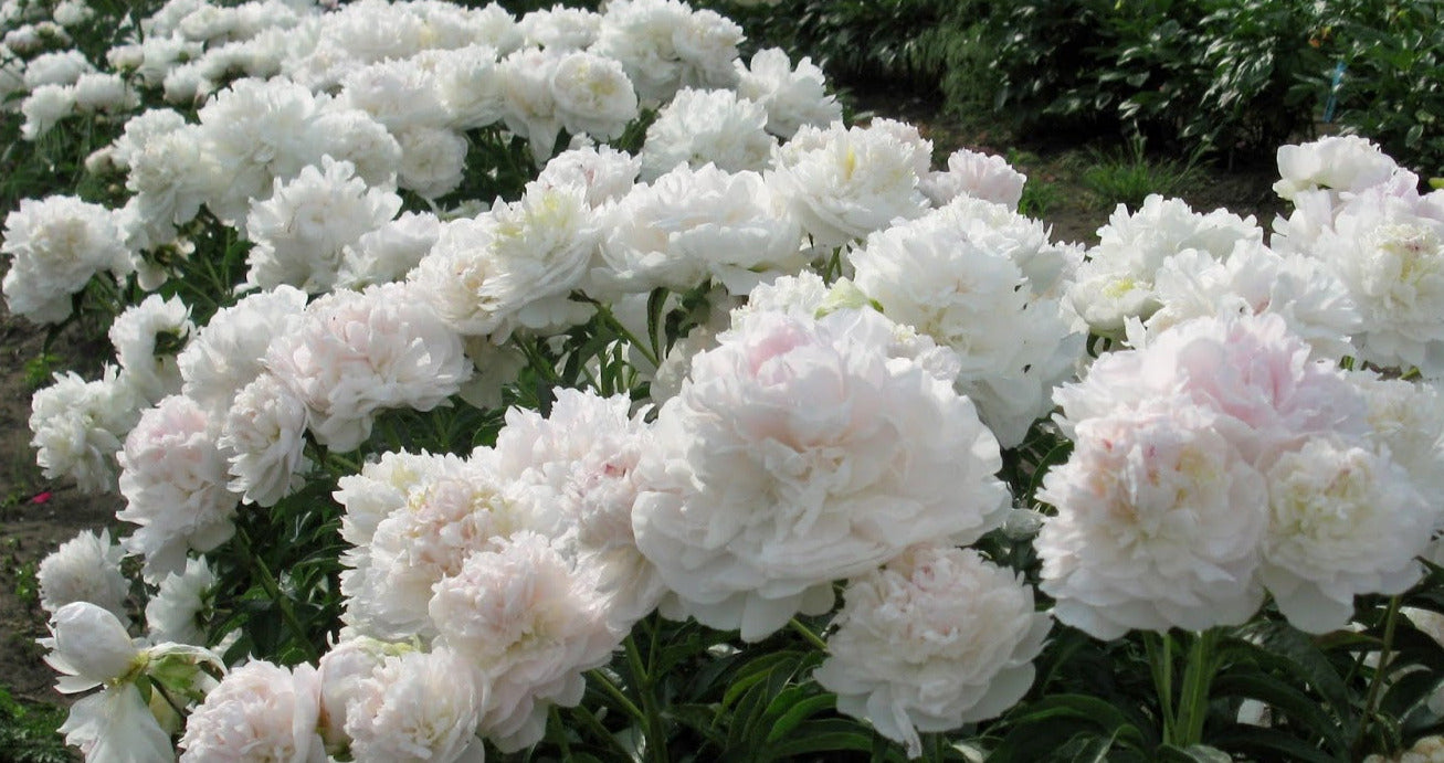 'MY LOVE' Peony (Paeonia x lactiflora 'my love')