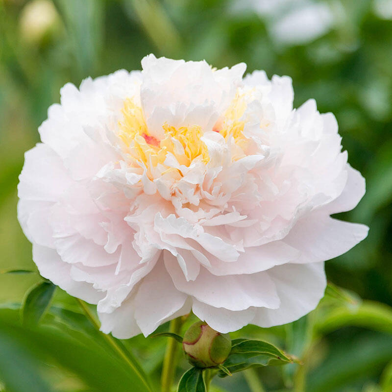 'MY LOVE' Peony (Paeonia x lactiflora 'my love')