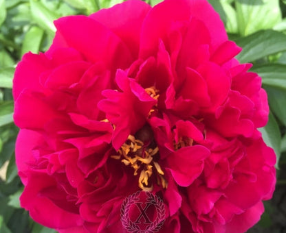 'NEMEAN LION' Peony 'Paeonia x lactiflora 'nemean lion')