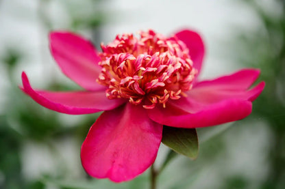'NIPPON BEAUTY' Peony (Paeonia x lactiflora 'nippon beauty')