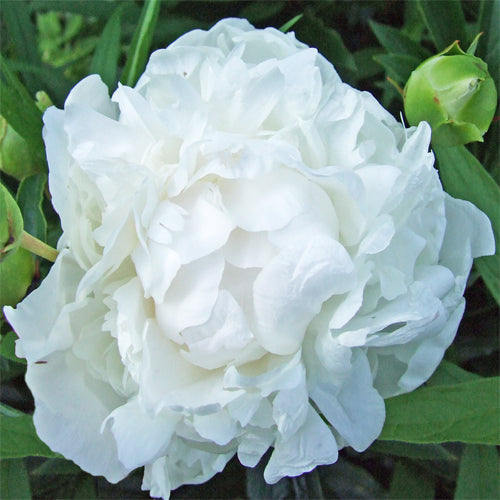 ‘ODILE’ Peony (Paeonia lactiflora x ‘odile’) – Champlain Peony Company