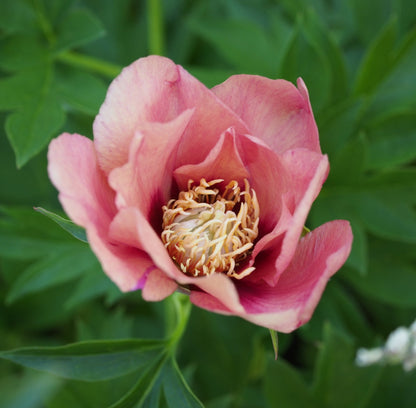 'OLD ROSE DANDY' Itoh Peony (Paeonia x intersectional 'old rose dandy')