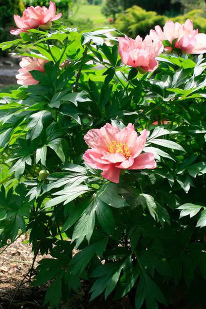 'OLD ROSE DANDY' Itoh Peony (Paeonia x intersectional 'old rose dandy')
