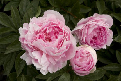 'LADY ORCHID' Peony (Paeonia x lactiflora 'lady orchid')