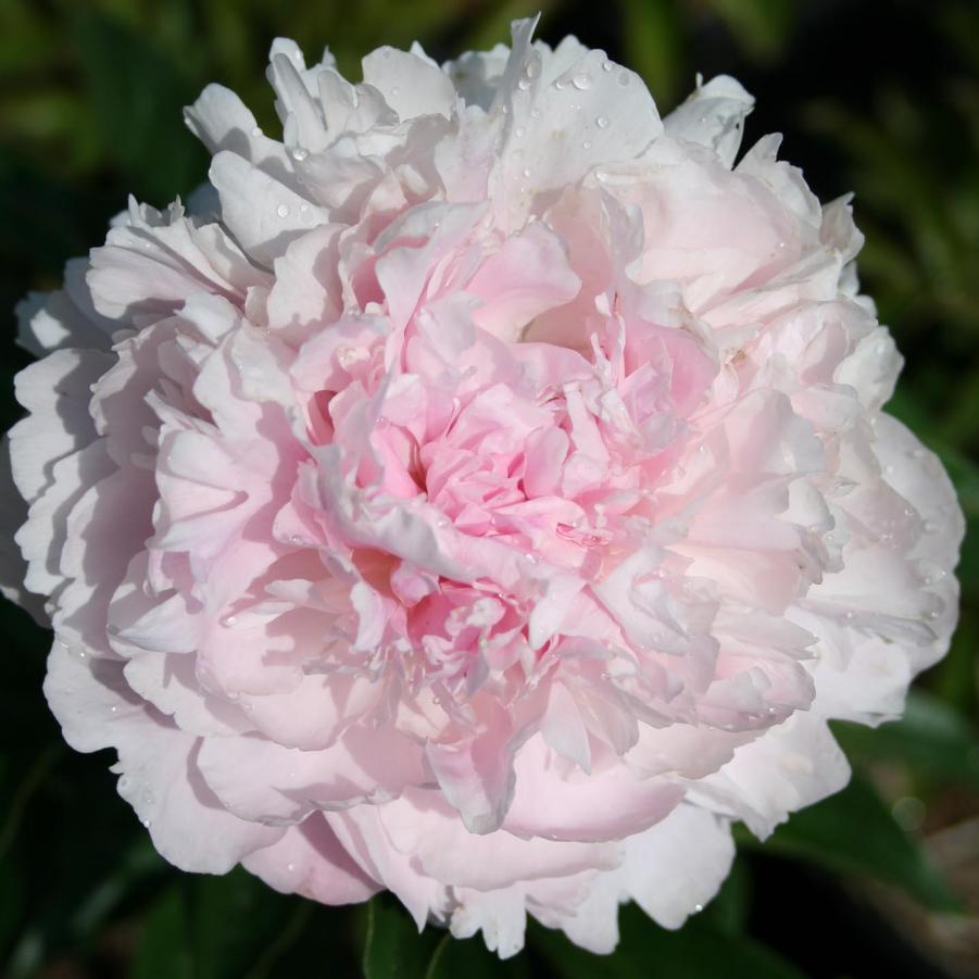 'LADY ORCHID' Peony (Paeonia x lactiflora 'lady orchid')