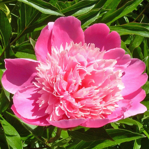 'DUCHESSE D'ORLEANS' Peony (Paeonia x lactiflora 'duchesse d'orleans')