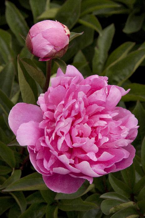 'PINK PARFAIT' Peony (Paeonia x lactiflora 'pink parfait')
