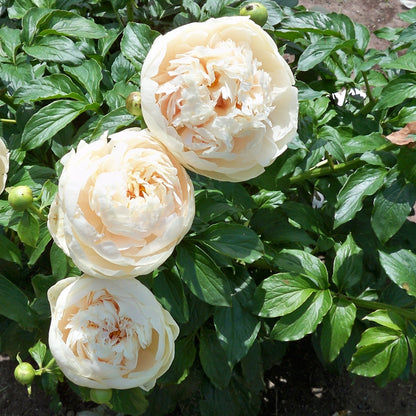 'PASTELEGANCE' Peony (Paeonia lactiflora x 'pastelegance')