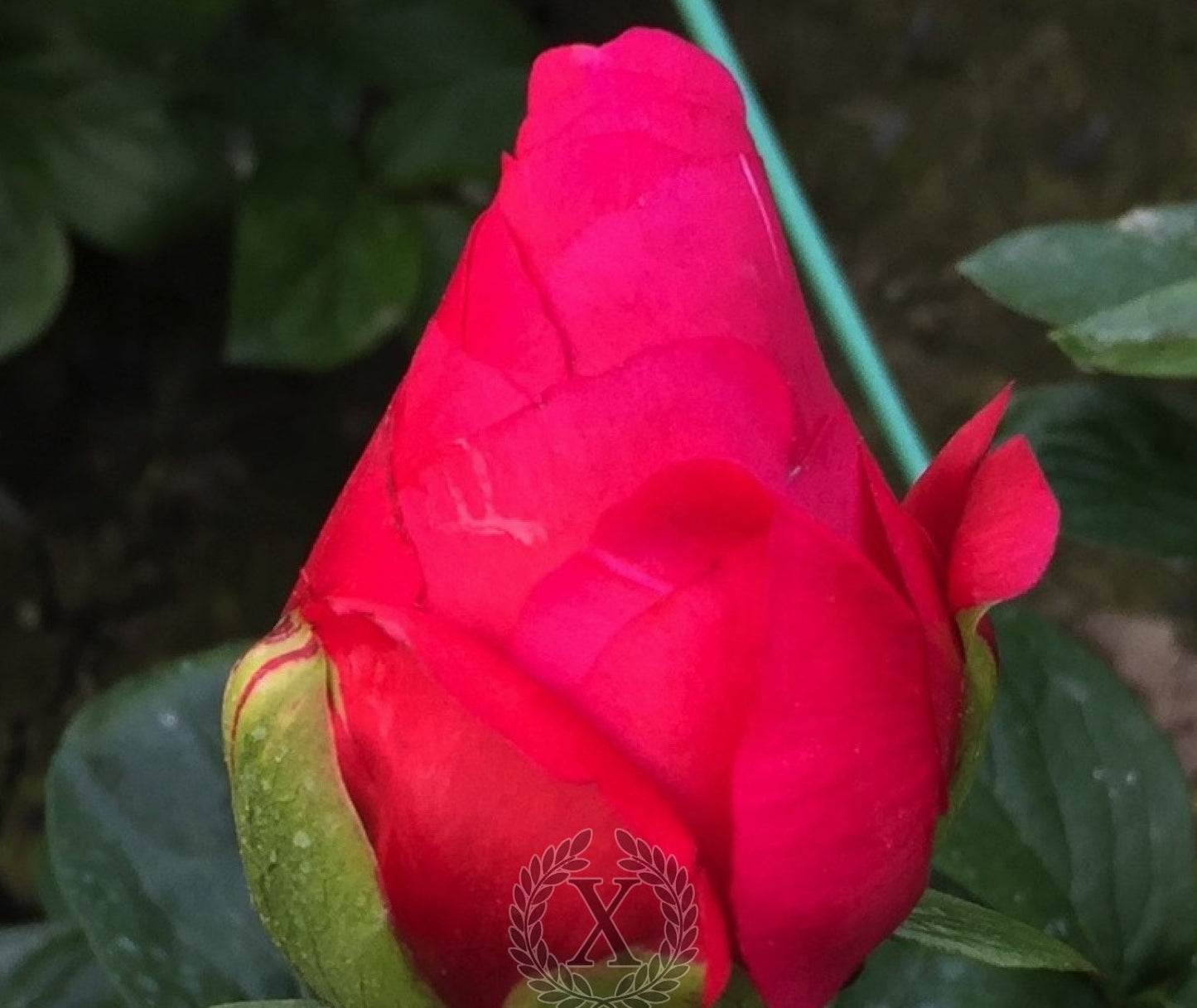 'QUIRINUS' Peony (Paeonia x lactiflora 'quirinus')