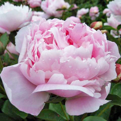 'LA PERLE' Peony (Paeonia x lactiflora 'la perle')