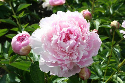 'LA PERLE' Peony (Paeonia x lactiflora 'la perle')