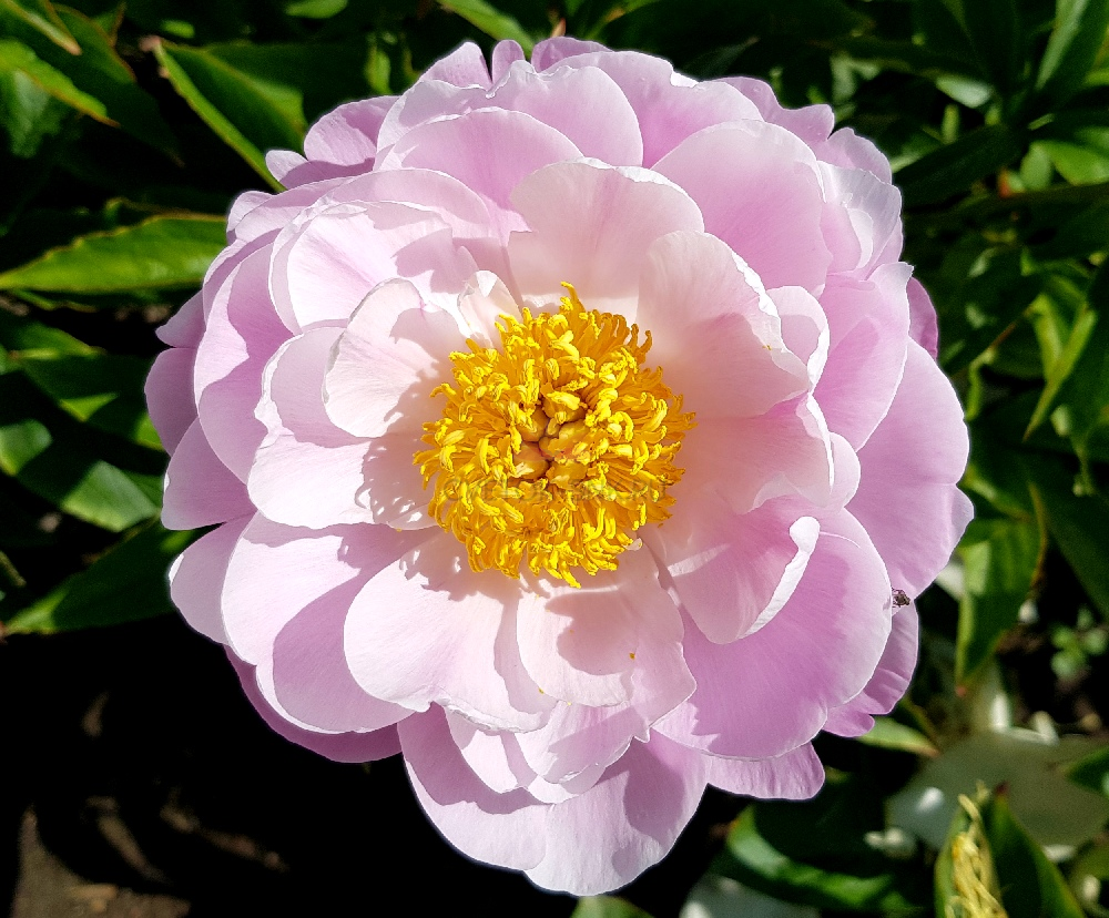 'FLYING PINK SAUCERS' Peony (Paeonia x lactiflora 'flying pink saucers ...