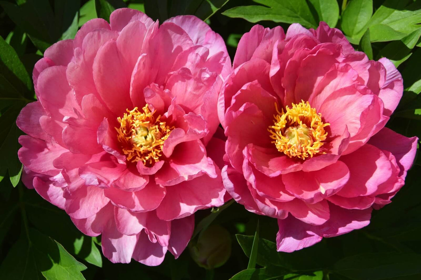 'PINK DOUBLE DANDY' Itoh peony (Paeonia x intersectional 'pink double dandy')