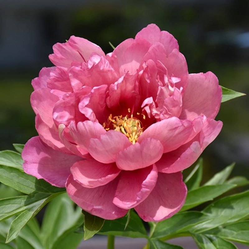 'PINK DOUBLE DANDY' Itoh peony (Paeonia x intersectional 'pink double dandy')