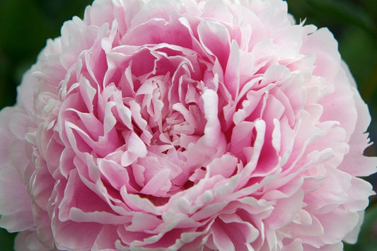 'SARAH BERNHARDT' Peony (Paeonia x lactiflora 'sarah bernhardt')