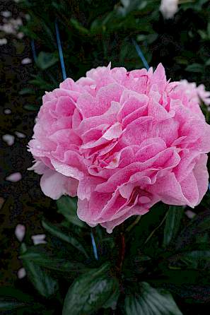 'SARAH BERNHARDT UNIQUE' Peony x (paeonia x lactiflora 'sarah bernhardt unique')