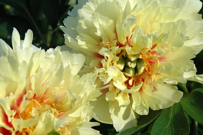 PRAIRIE CHARM’ Itoh Peony (Paeonia x intersectional ‘prairie charm