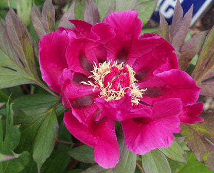 'PURPLE SENSATION' Itoh Peony (Paeonia x intersectional 'purple sensation')