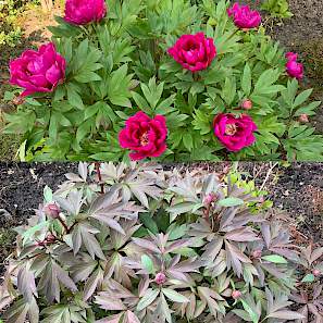 'PURPLE SENSATION' Itoh Peony (Paeonia x intersectional 'purple sensation')