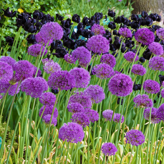 'PURPLE SENSATION' Flowering Onion (Allium x hollandicum 'purple sensation'