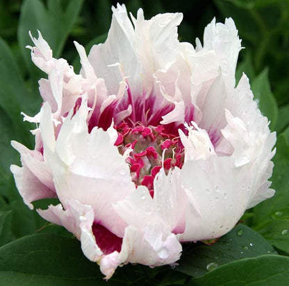 'RAGGEDY ANN' Itoh Peony (Paeonia x intersectional 'raggedy ann')