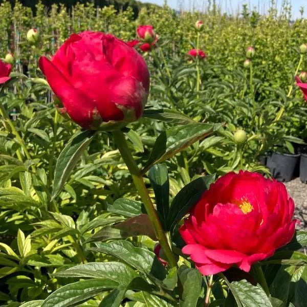 'RASPBERRY CHARM' Peony (Paeonia x lactiflora 'raspberry charm')